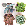 Pastel Mini Succulent Collection