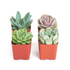 Rosette Succulent Collection