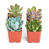 Rosette Succulent Collection