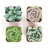 Rosette Succulent Collection