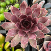 Sempervivum Red Lion