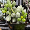 Adromischus Oviforme