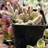 Rhipsalis Baccifera Subsp. Horrida