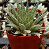Lance Aloe