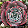 Echeveria Museli