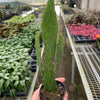 Drooping Prickly Pear Cactus