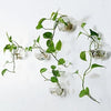 Pack of 6 Glass Planters Wall Hanging Planters Round Glass Plant Pots Hanging Air Plant Pots Flower Vase Air Plant Terrariums Wall Hanging Plant Container