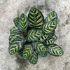 Calathea Makoyana