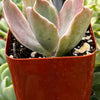 Echeveria Decora