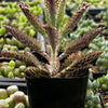 Mother of Millions