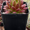 Hen & Chicks Gold Dust