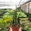 Snake Plant 'Cylindrica'