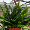 Indoor Hanging Fern Plant