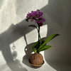 Kokedama  Mini Orchid