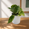 Pothos Marble Queen