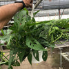Monstera Adansonii 'Swiss Cheese'