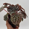 Variegated Peperomia Red Beauty Ripple