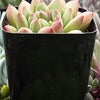 Pachyveria Jewel Tone