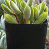 Crassula Congesta Green Beans