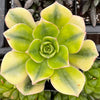 Aeonium Floresens
