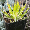 Variegated Haworthia Zebra