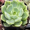 Echeveria Sofia