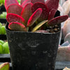 Crassula Red Jade