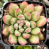 Pachyveria Jewel Tone