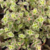 Sedum Little Missy