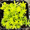 Sedum Tokyo Sun