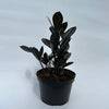 Zamioculcas 'ZZ Black Raven'