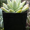 Echeveria Lilac Mist