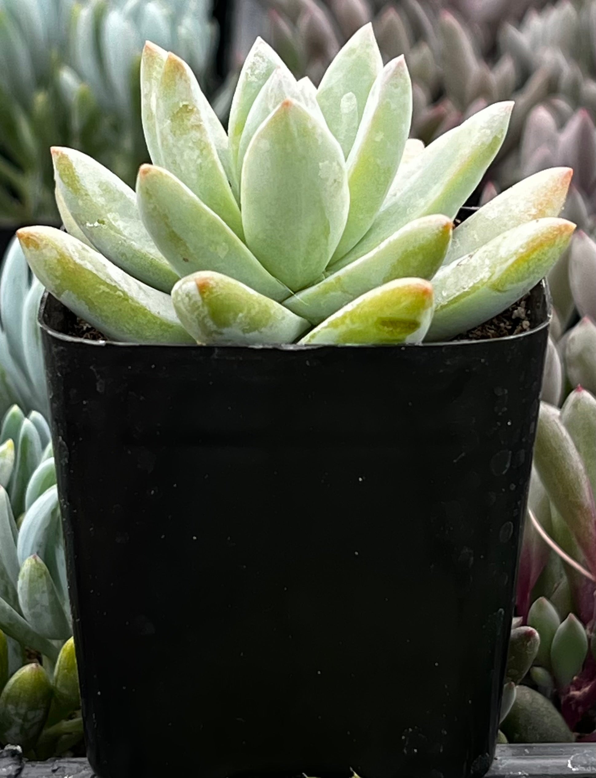 Echeveria Lilac Mist