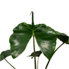 Alocasia Stingray