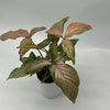 Syngonium Pink Perfection