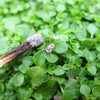 1000 Bulk CORSICAN MINT Mentha Requienii Herb Fragrant Ground Cover Flower Seeds