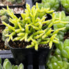 Rhipsalis Cereuscula