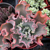 Echeveria Blue Curls