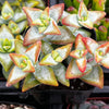 Crassula High Voltage
