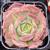 Echeveria Carmencita