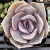 Echeveria 'Perle Von Nurnberg'