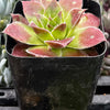 Sempervivum Strawberry Kiwi