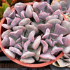 Echeveria Cubic Frost