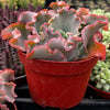 Echeveria Blue Curls
