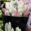 Echeveria Green Pearl