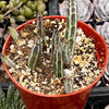 Senecio Stapeliiformis