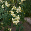 Moringa (Moringa oleifera)