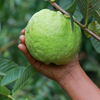 XL Guava Bundle: 'Ruby Supreme' & 'Kilo' Guava Trees