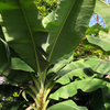 Banana Bundle: Siam Ruby, Blood Banana, Dwarf Cavendish & Red Abyssinian