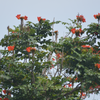 African Tulip Tree, Jamaican Donkey Pee Pee  (Spathodea campanulata)